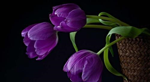 平时柔弱,但重要时刻当仁不让的星座,霸气藏在骨子里休闲区蓝鸢梦想 - Www.slyday.coM 平时柔弱,但重要时刻当仁不让的星座,霸气藏在骨子里休闲区蓝鸢梦想 - Www.slyday.coM