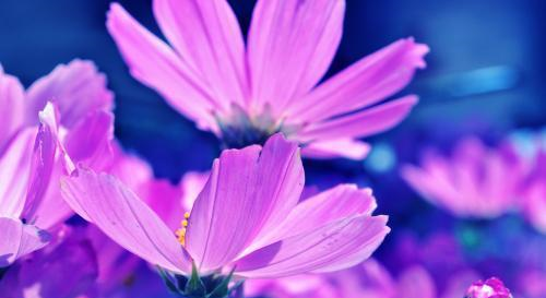 平时柔弱,但重要时刻当仁不让的星座,霸气藏在骨子里休闲区蓝鸢梦想 - Www.slyday.coM 平时柔弱,但重要时刻当仁不让的星座,霸气藏在骨子里休闲区蓝鸢梦想 - Www.slyday.coM