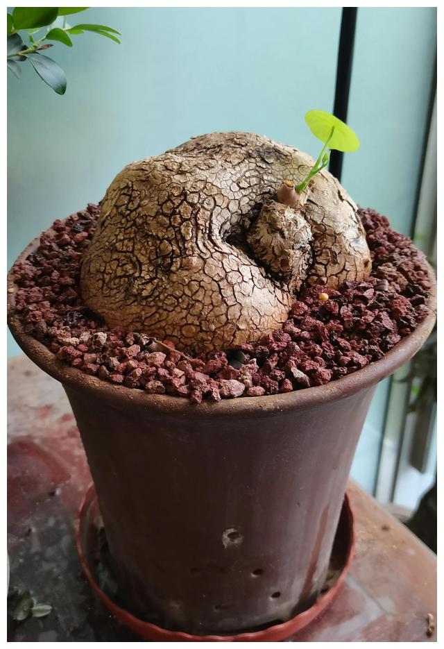 办公室摆放泰国山乌龟的风水寓意__财经头条