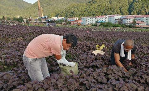 南方1种野菜，北方人嫌它臭，钙含量是牛奶3倍，出口<a href=