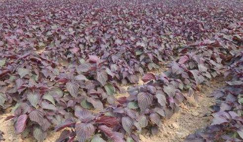 南方1种野菜，北方人嫌它臭，钙含量是牛奶3倍，出口<a href=