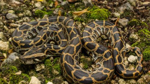 1983年的特大洪水,引发一场蛇灾?洪水中的青色巨蟒至今难以解释