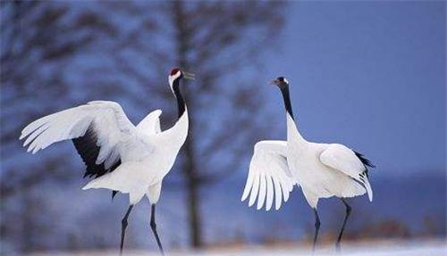 美国的国鸟是鹰，<a href=