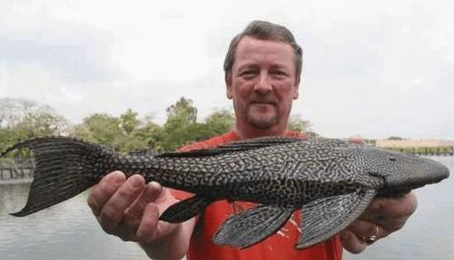 在广东泛滥的"清道夫",一水库就发现7万多斤,在中国没有天敌|清道夫