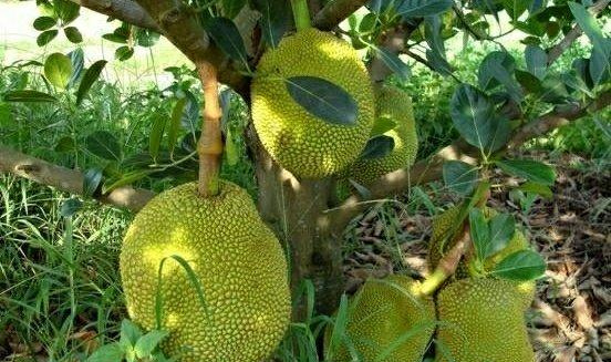 6张图片中，有两张不是榴莲，吃货不用闻气味就能看出来！休闲区蓝鸢梦想 - Www.slyday.coM