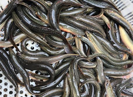 春天里可以喝的补血护肝食方黑芝麻黑豆泥鳅汤