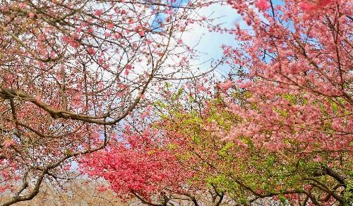 福建的小庐山,樱花开到漫山遍野,被誉为中国最美樱花圣地休闲区蓝鸢梦想 - Www.slyday.coM 福建的小庐山,樱花开到漫山遍野,被誉为中国最美樱花圣地休闲区蓝鸢梦想 - Www.slyday.coM