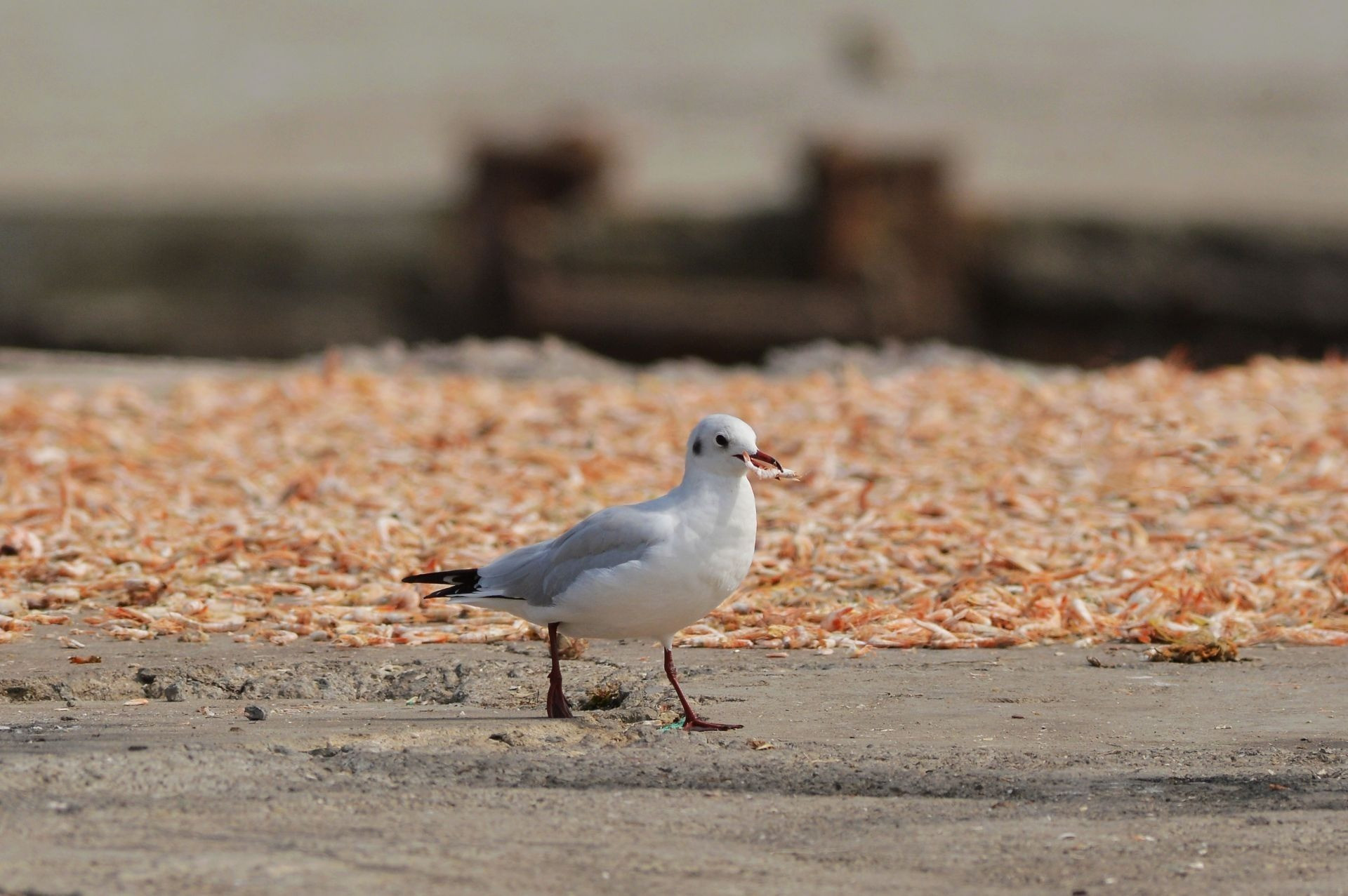 "神话之鸟" 中华凤头燕鸥现身青岛城阳