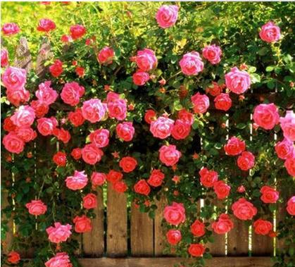 3种花,扔土里就活,1年开出花瀑布,栽种在小院里真的好美!休闲区蓝鸢梦想 - Www.slyday.coM 3种花,扔土里就活,1年开出花瀑布,栽种在小院里真的好美!休闲区蓝鸢梦想 - Www.slyday.coM