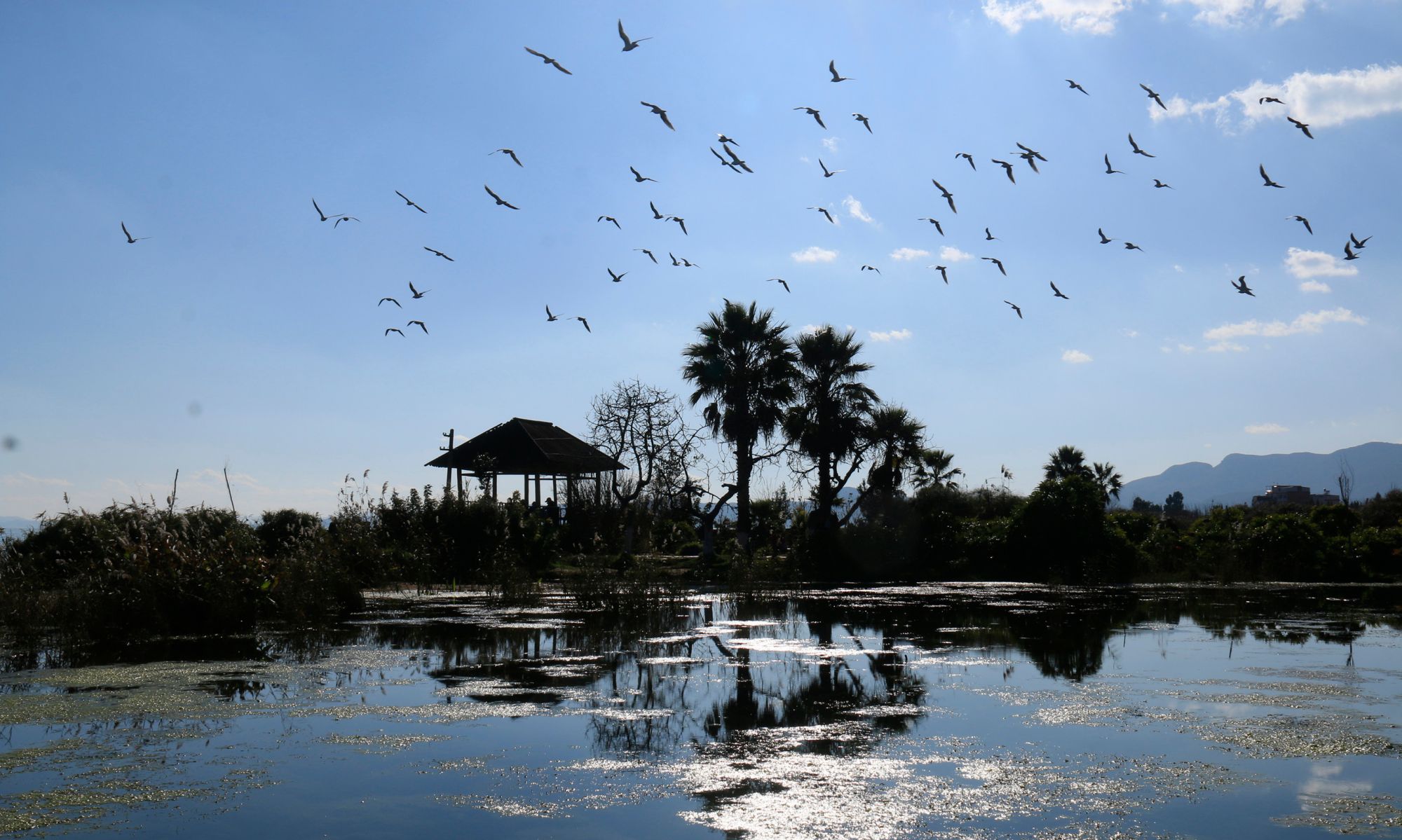 昆明滇池边上的冬季小景