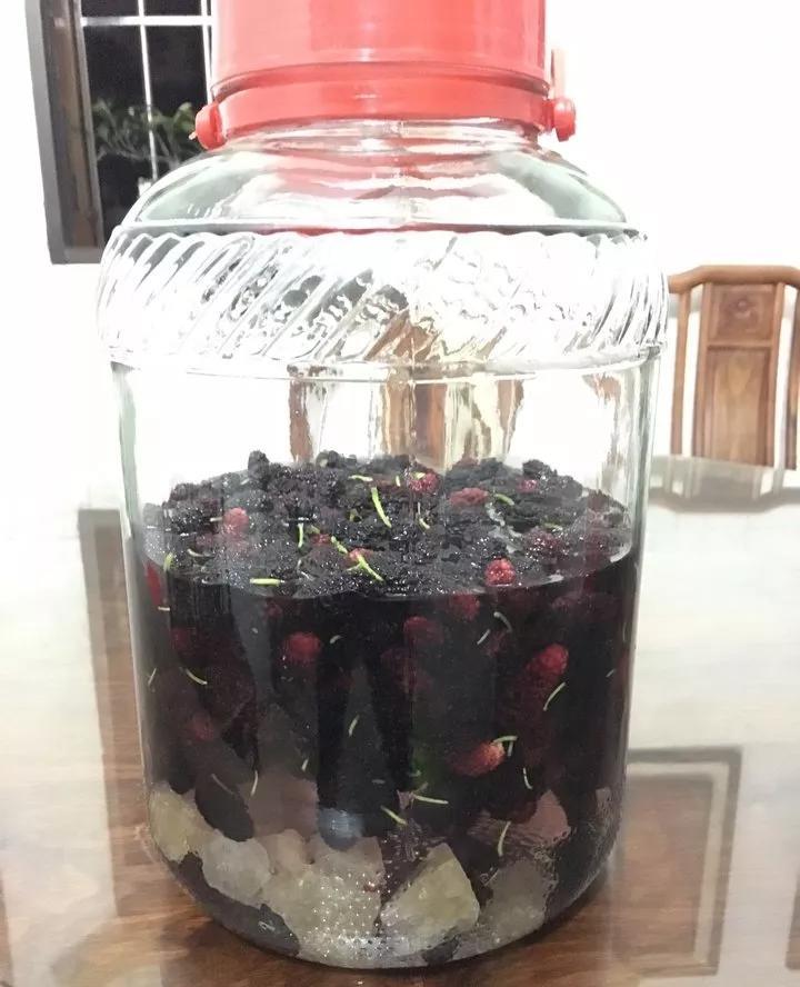自制桑葚酒