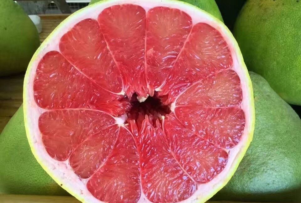 泰国红宝石青柚苗及嫁接枝条特点