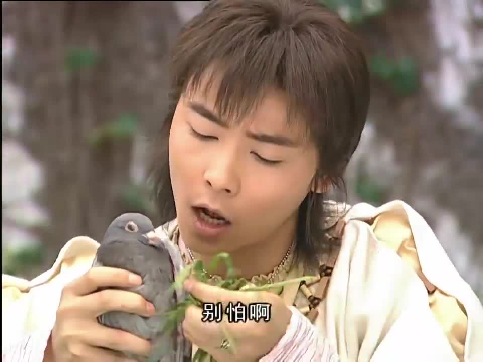 水月洞天:童心给受伤的鸽子敷药,傻乎乎的样子,太可爱了