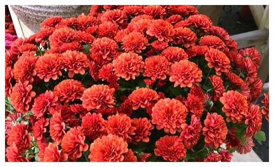 未来十天,思念倍增多,前任难忘,红娘降临,爱意复燃,复合可期休闲区蓝鸢梦想 - Www.slyday.coM 未来十天,思念倍增多,前任难忘,红娘降临,爱意复燃,复合可期休闲区蓝鸢梦想 - Www.slyday.coM