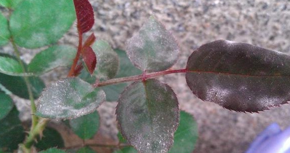 养月季就怕"灰霉病",叶片发霉爱长黑斑,教你几招帮你解决