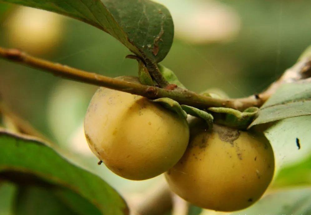 小时候吃的"羊屎豆",却黑却黑,能做成糖葫芦,还能想起来吗?