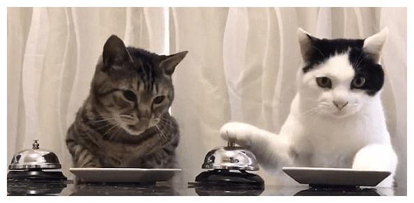 一只猫过得“幸福”,从这些方面可以看出来!休闲区蓝鸢梦想 - Www.slyday.coM 一只猫过得“幸福”,从这些方面可以看出来!休闲区蓝鸢梦想 - Www.slyday.coM