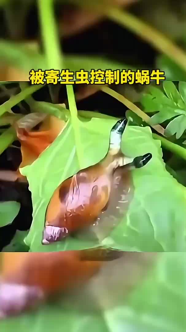 被寄生虫控制的蜗牛
