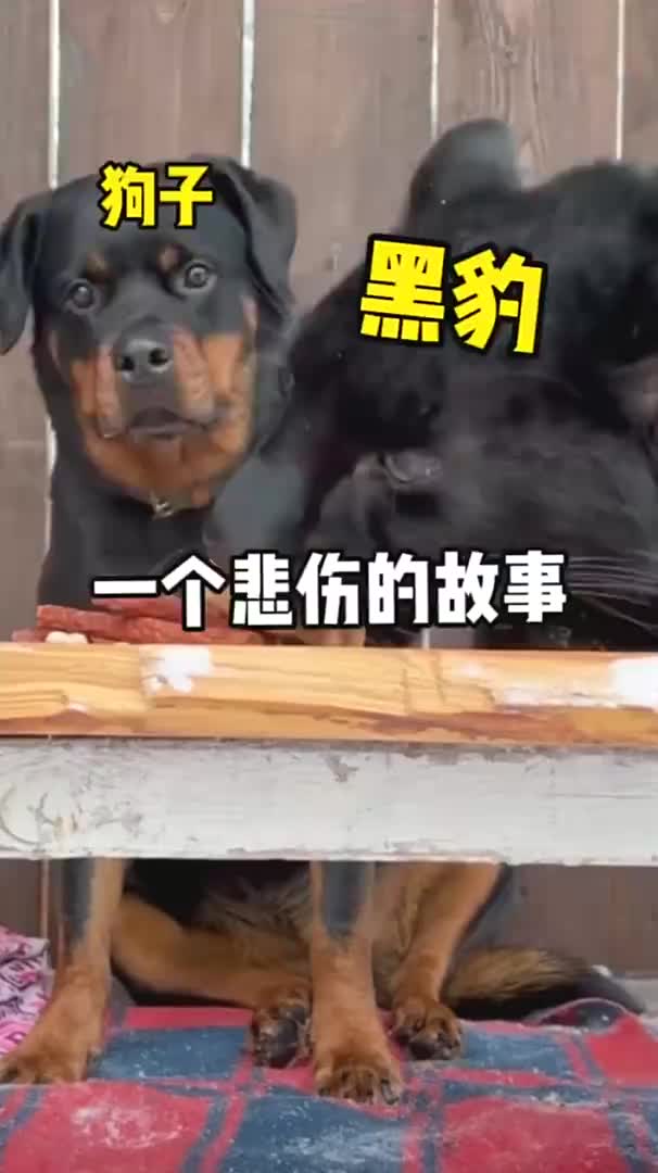 狗狗从小看着黑豹长大，这也许是一个悲伤的故事