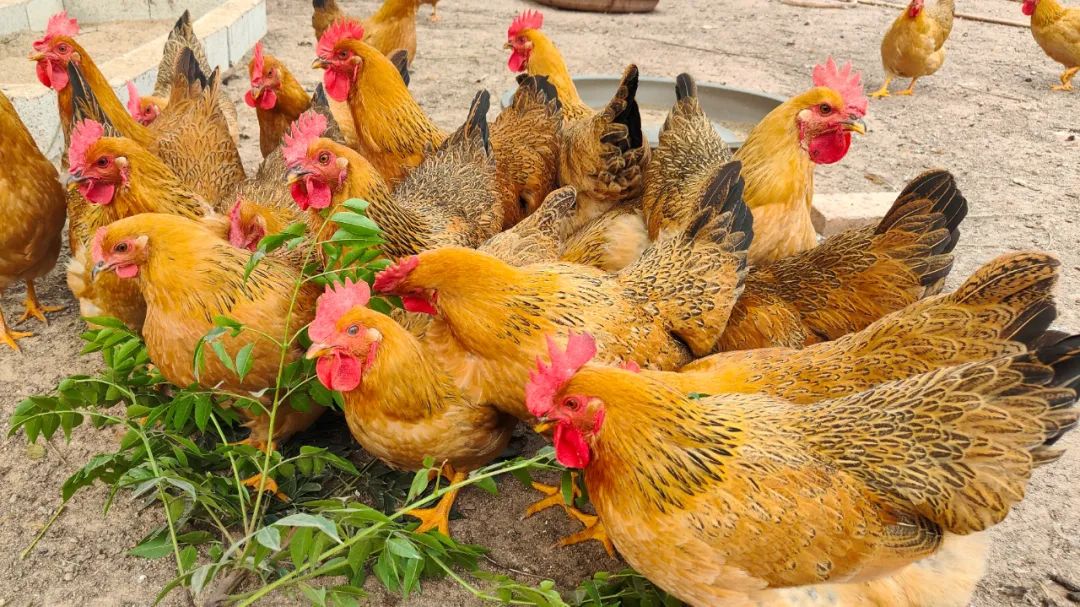 灵山香鸡香飘八桂