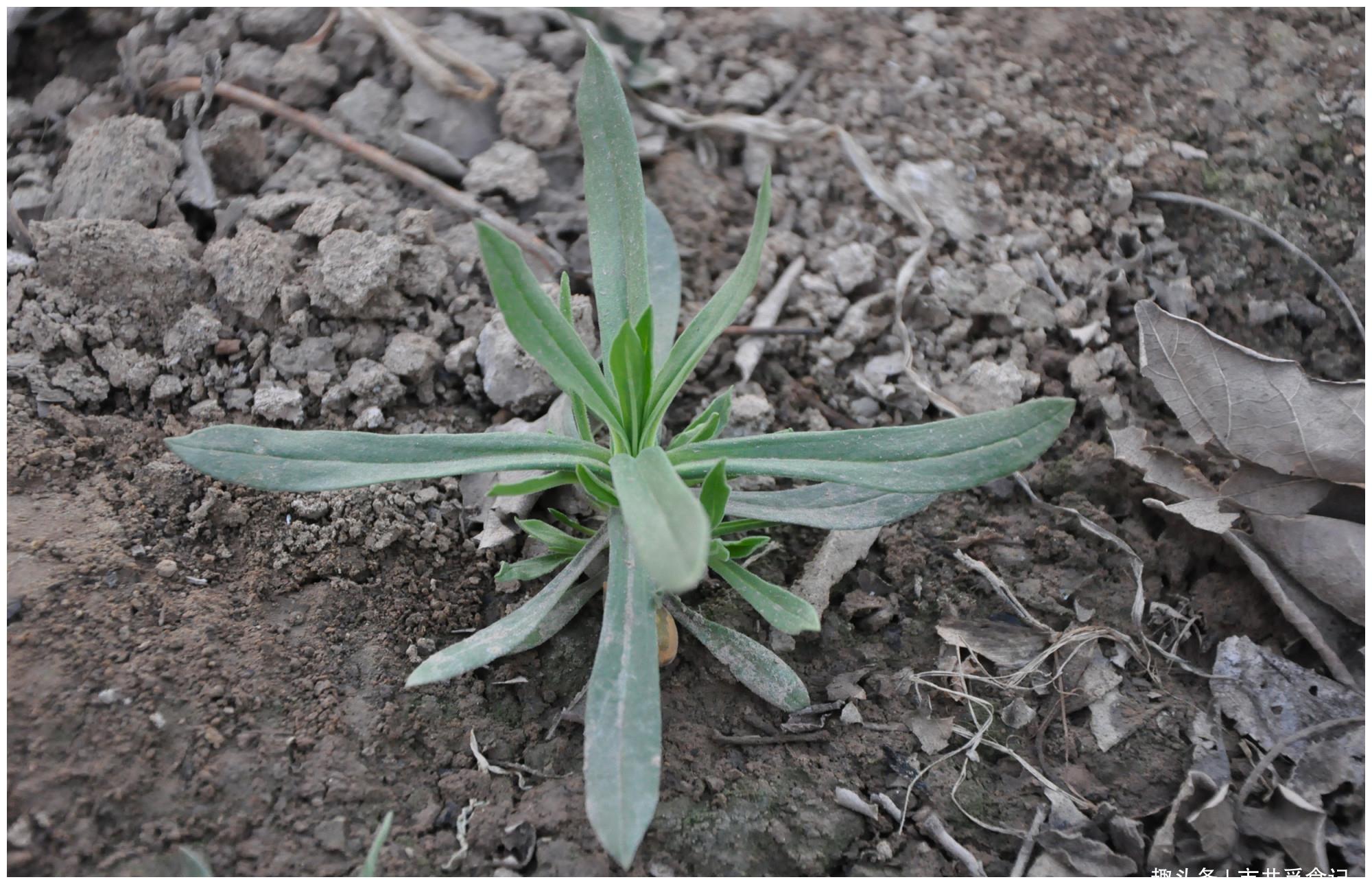 春天挖野菜,碰上就要采摘的8种,一个比一个鲜,省买菜了