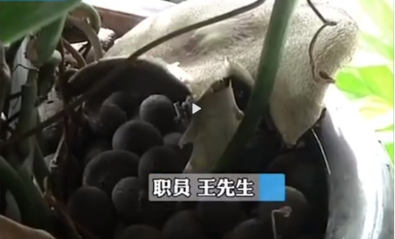 昆明一办公室内长出有毒蘑菇 什么样?具体怎么一回事