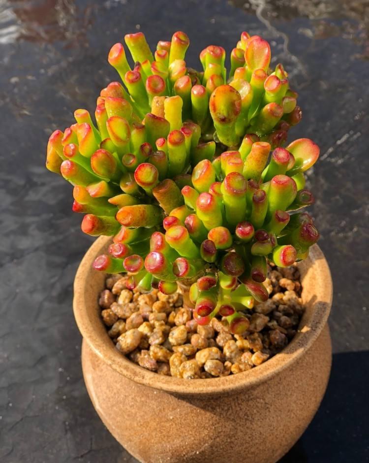 植物中的"变色龙",秋天一降温,叶子比花红,仙气十足