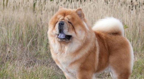 松狮犬是中国土生土长的古老犬种但因这五大缺点而不受人待见