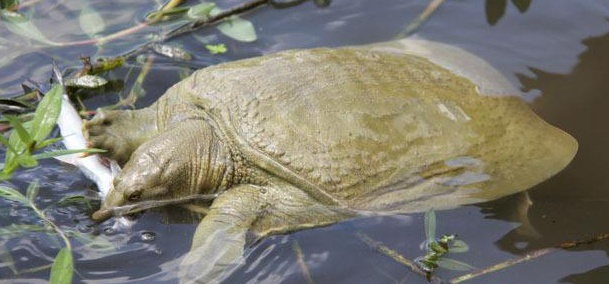 在农村,为什么以前常见的甲鱼越来越少见了?它们都去哪儿了?休闲区蓝鸢梦想 - Www.slyday.coM 在农村,为什么以前常见的甲鱼越来越少见了?它们都去哪儿了?休闲区蓝鸢梦想 - Www.slyday.coM