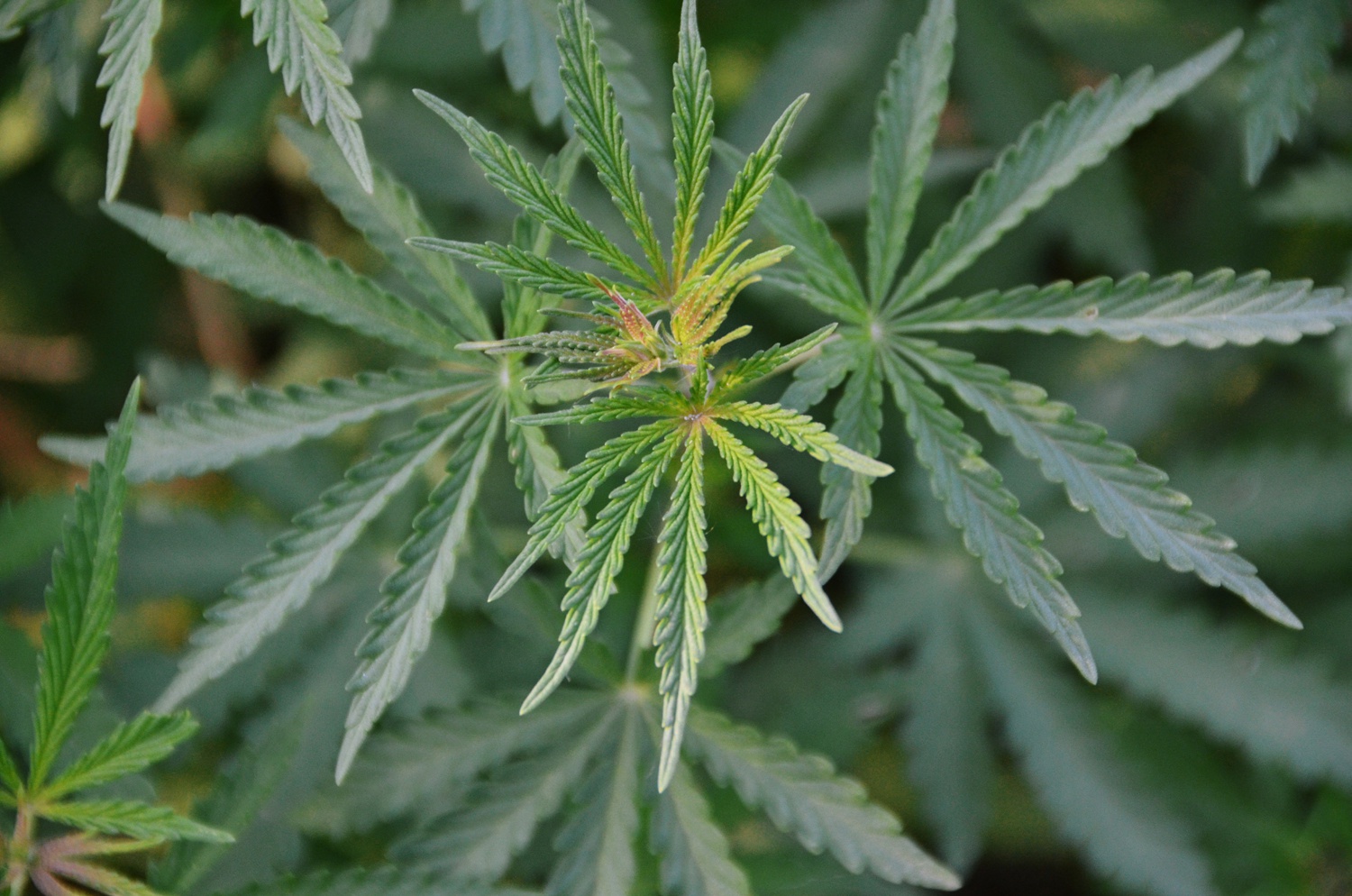 野生黄麻,原创拍摄_高清图集_新浪网