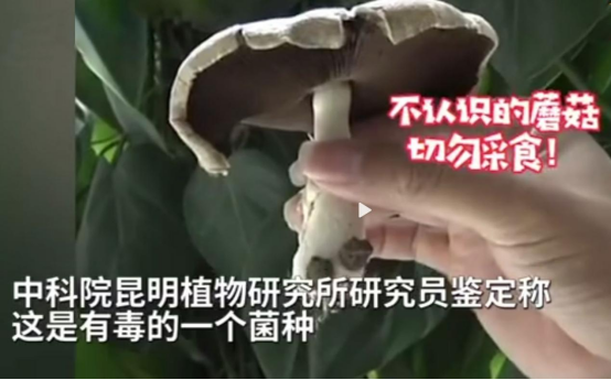 昆明一办公室内长出巨大蘑菇,网友:云南那么神奇吗?休闲区蓝鸢梦想 - Www.slyday.coM 昆明一办公室内长出巨大蘑菇,网友:云南那么神奇吗?休闲区蓝鸢梦想 - Www.slyday.coM