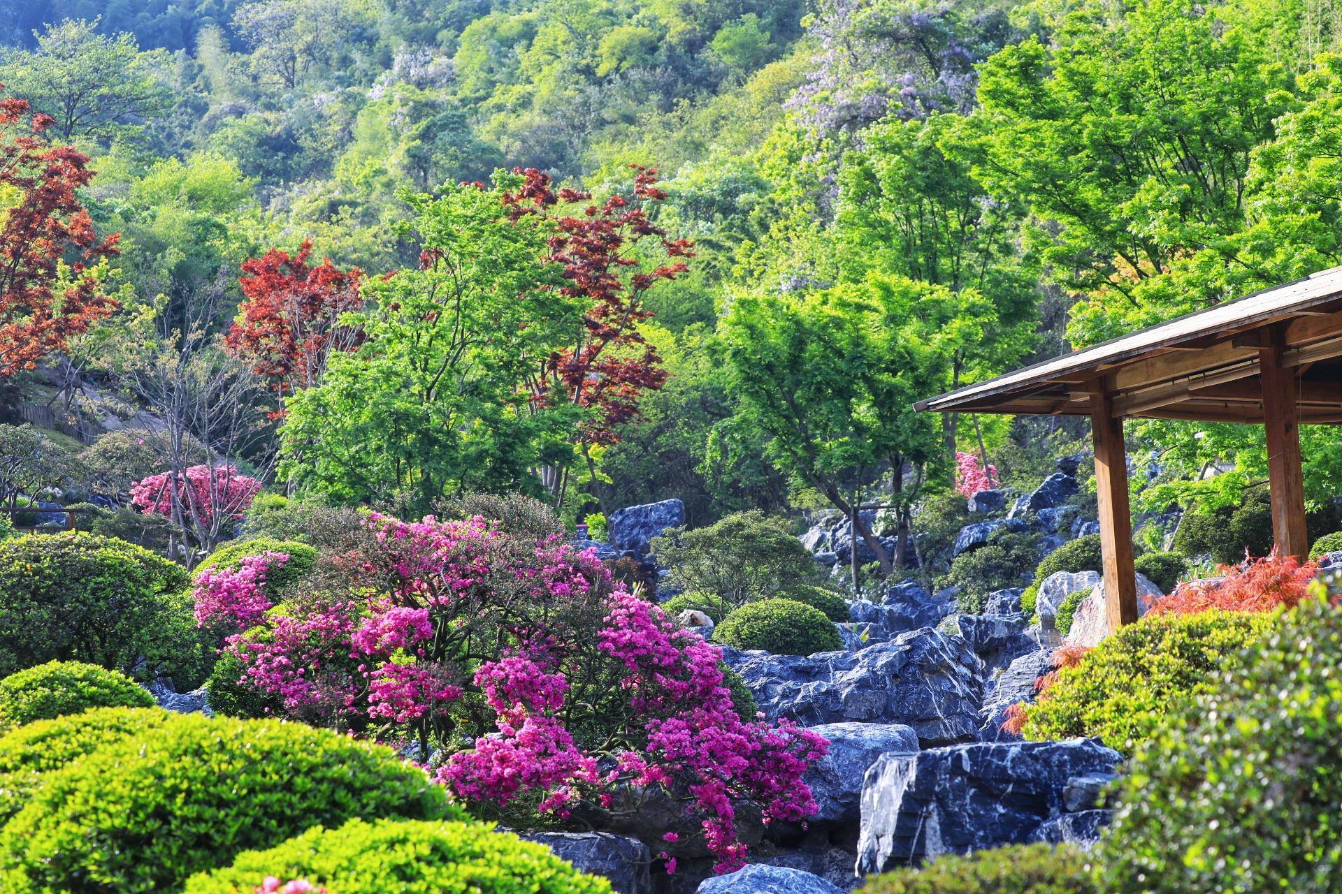 一个现实版绿野仙踪藏在德清这山谷中有难得一见的黄杜鹃