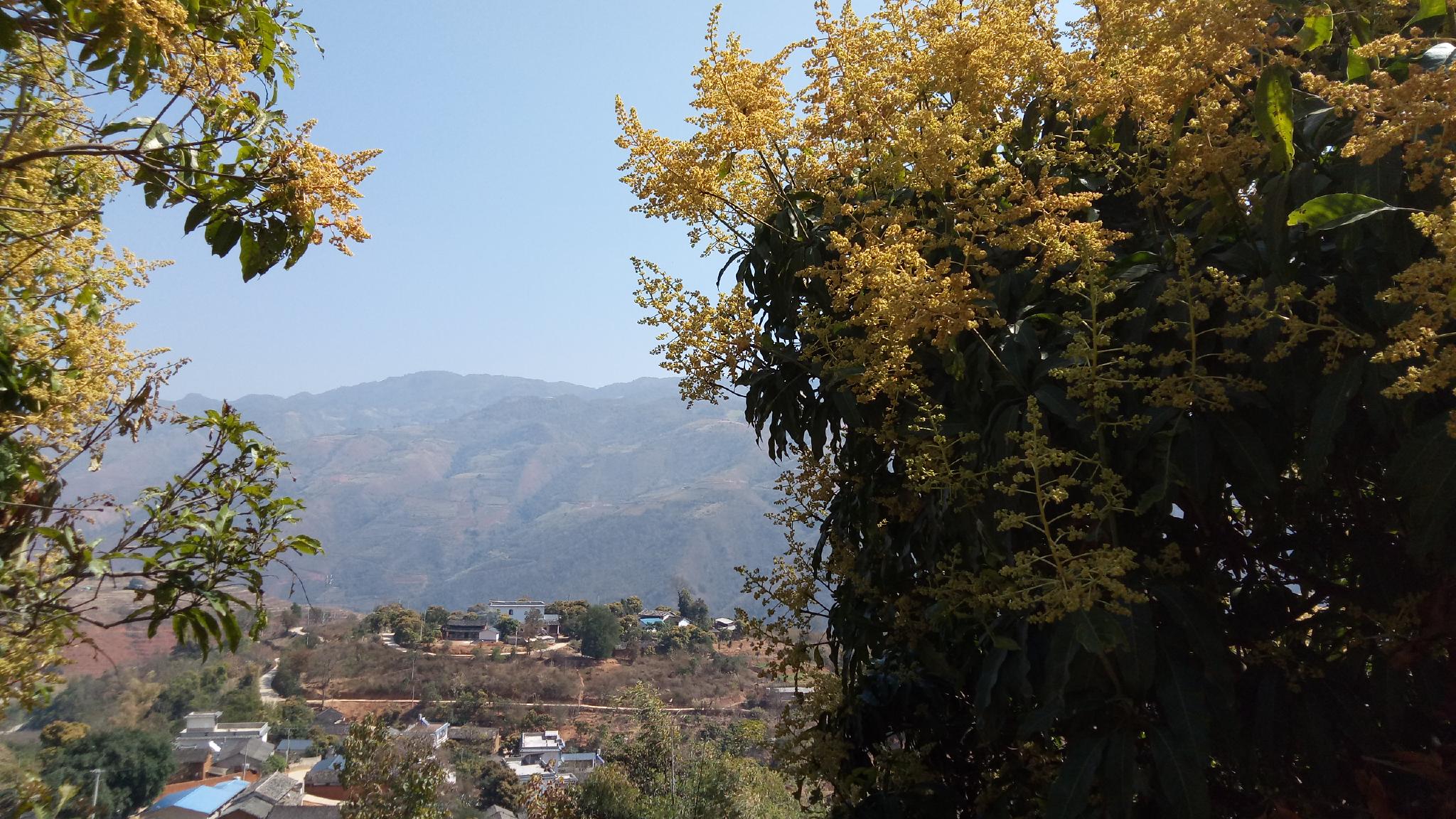 大美施甸勐波罗河畔金色芒果花盛开