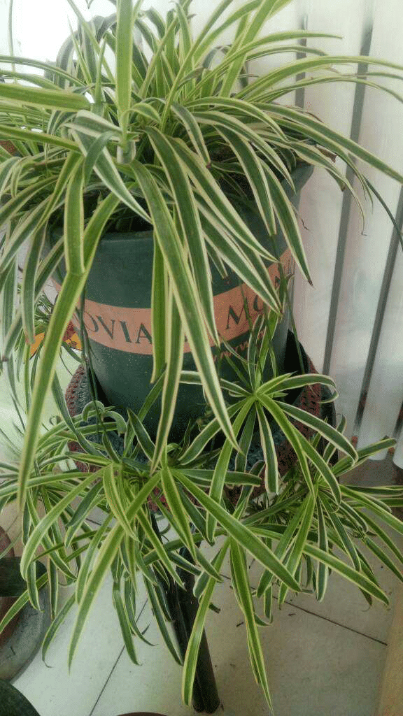 为养花杀手准备的几种不死花,好养易活颜值高,能养死算我输休闲区蓝鸢梦想 - Www.slyday.coM 为养花杀手准备的几种不死花,好养易活颜值高,能养死算我输休闲区蓝鸢梦想 - Www.slyday.coM