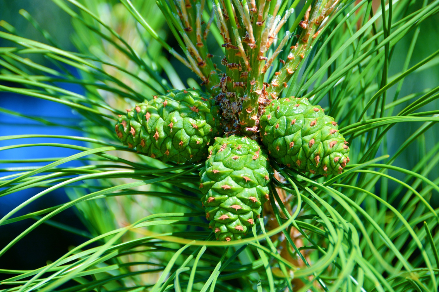 马尾松青涩的果,原创拍摄