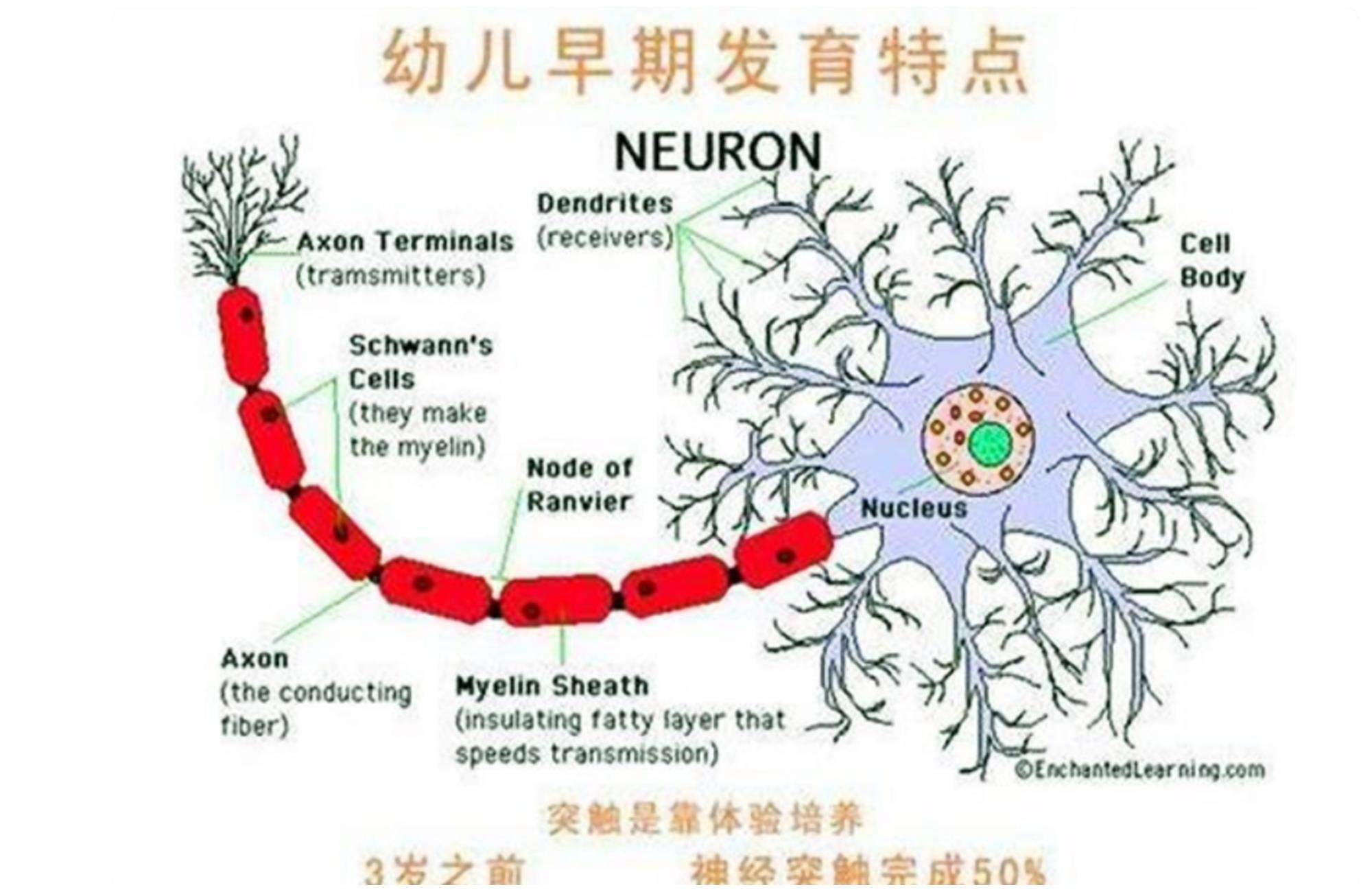 儿童脑智力可实现二次发育?专家告诉你:别错过大脑开发三个阶段