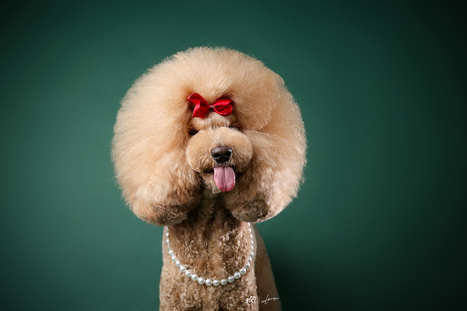 一只超大的巨贵宝宝发型真的是纹丝不动又酷又萌