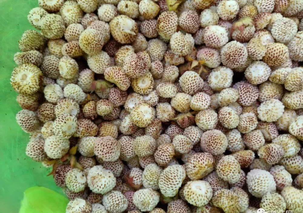 曲靖山里的这种野果熟了!沾益很多地方叫"白泡"