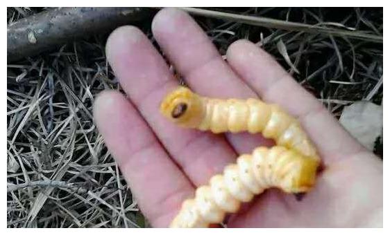 树里的精华您敢吃吗看看怎么吃树虫营养价值极高价值不菲