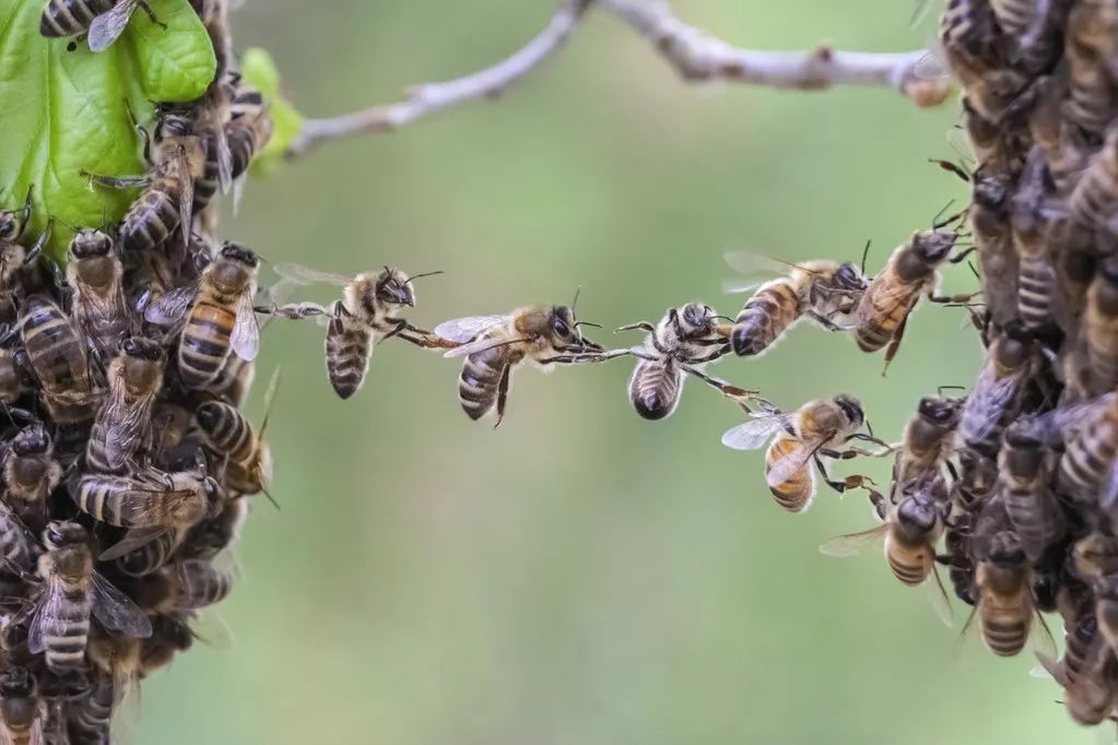 蜜蜂是超个体的蜂群,她挑战了达尔文的观点