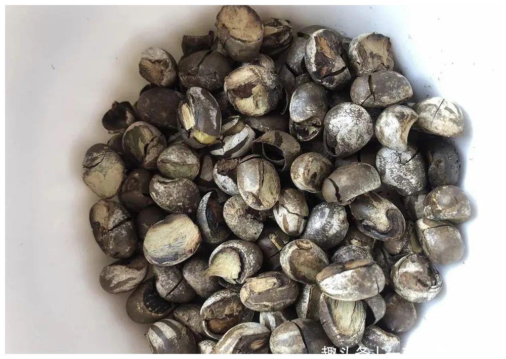 俗称杨拉罐儿时用火烤着吃如今成特色美食88元一盘