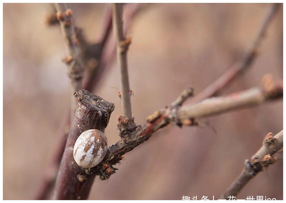 俗称杨拉罐儿时用火烤着吃如今成特色美食88元一盘