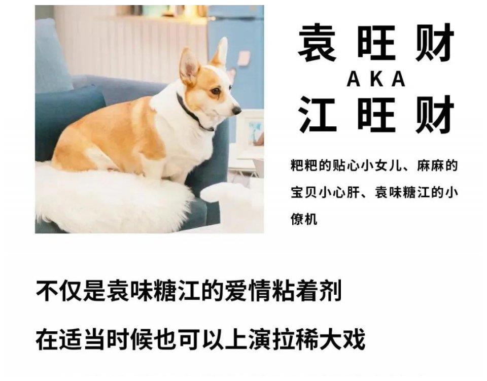 旺财小可爱里的《半是蜜糖半是伤》还记得脱单助攻第一名翘屁嫩汪小