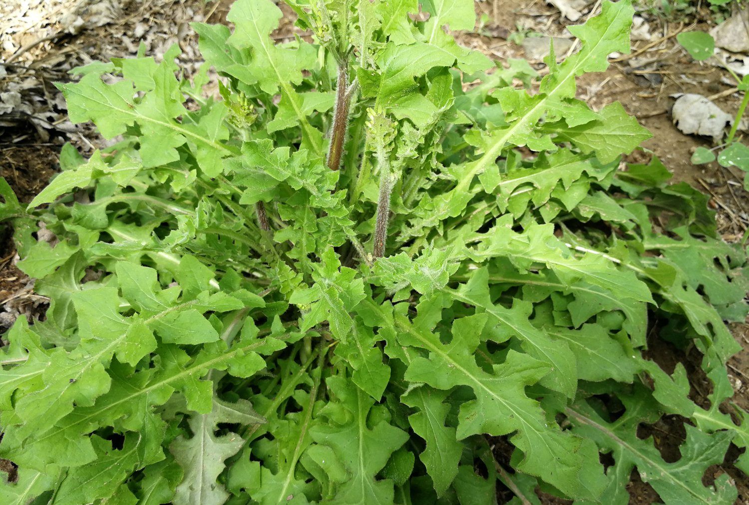 黄鹌菜,俗称还阳草,一种上好的稀罕野菜