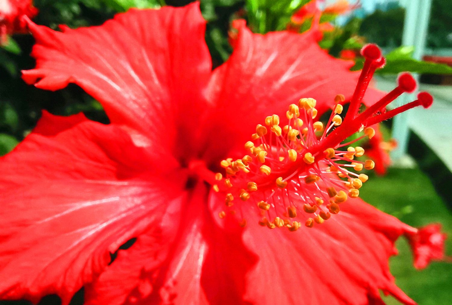 春天里,南宁公园里的朱瑾花已经盛开,娇艳欲滴