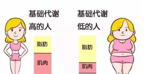 屡次节食减肥,没有效果?提高人体基础代谢,才是高效减脂的法宝休闲区蓝鸢梦想 - Www.slyday.coM 屡次节食减肥,没有效果?提高人体基础代谢,才是高效减脂的法宝休闲区蓝鸢梦想 - Www.slyday.coM
