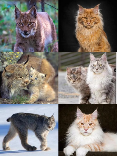 都让一让 超“凶猛”大猫来了!