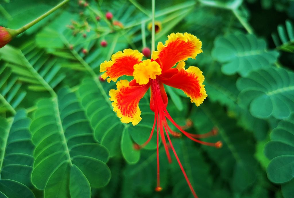 美如彩凤,金凤花栩栩如生