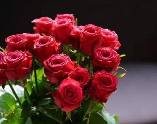 花开红艳,美丽无比,喜欢玫瑰,就养一株珍品玫瑰——香格里拉