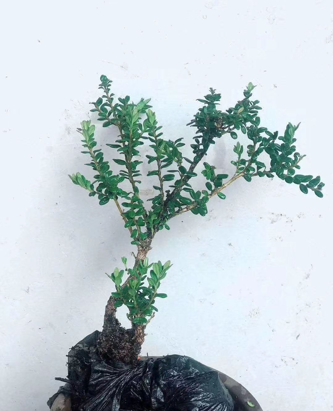 珍珠黄杨与杜鹃,做小桩子盆栽还是挺不错的!